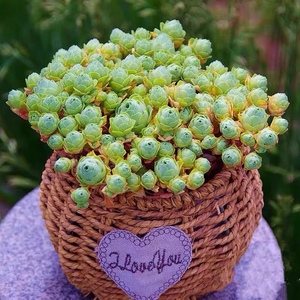 山地玫瑰 翡翠球多肉植物夏天休眠超好看好养精品办公室绿植盆栽