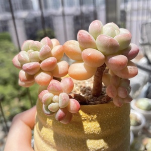 泡泡糖 多肉植物圆鼓鼓肥嘟嘟超可爱新手好养小老桩多肉萌物盆栽