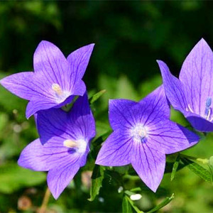 东北山桔梗铃铛花盆栽绿植新鲜易活中草药植物狗宝咸菜原料包邮