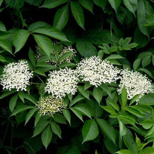 接骨木东北草本马尿骚公道老扦扦活大接骨丹中草药植物多年生包邮