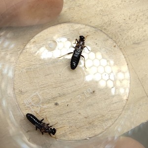 须白蚁 稀有品种 甲虫 昆虫 蚂蚁 婚飞蚁 大水蚁 黑翅土白蚁 土垄