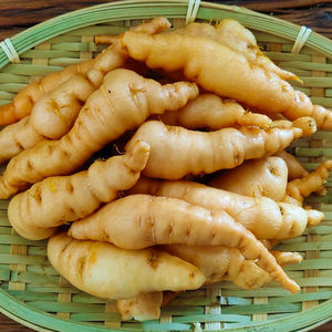 鲜生地焦作怀地黄新鲜地髓地黄鲜地黄饮子小果鲜生地鲜地黄小果