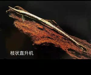 天津鱼哥水族枝状直升机异形鱼南美群游观赏热带鱼清道夫工具鱼