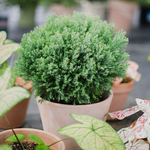 【皮球柏】宙斯花园庭院耐热耐寒绿色毛绒绒清新气味柏树盆栽植物