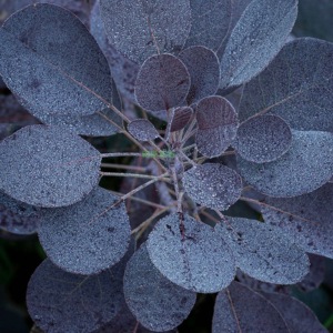 【紫叶红栌烟树】宙斯花园烟树三季叶片紫红彩叶树种庭院耐热耐寒