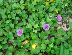 新鲜马鞍藤 二叶红署红花马鞍藤二叶红薯厚藤新鲜海风藤种子500克