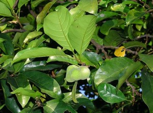 新鲜红桂木树苗 桂木叶大叶胭脂树 狗囊果树叶宝宝洗澡500克