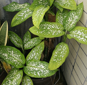 花叶斑马万年青 斑叶万年青 万年青盆栽甲醛克星20-30厘米小苗1棵