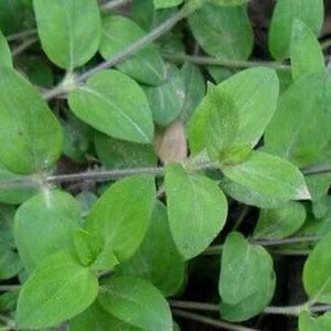 过路蜈蚣 金毛耳草 黄毛耳草 落地蜈蚣自采新鲜500g包邮