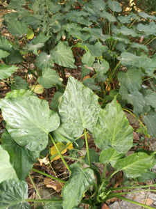 新鲜假海芋 尖尾风尖尾峰 野芋头 痒芋 野芋1斤现采现发包邮