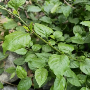 500克新鲜白花丹根 白花丹纯叶子一见消根百花丹根白雪花地三娘