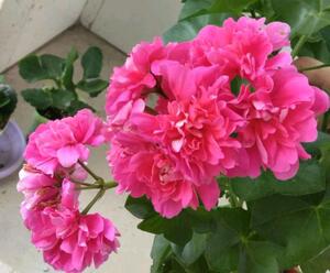 天竺葵粉红地图