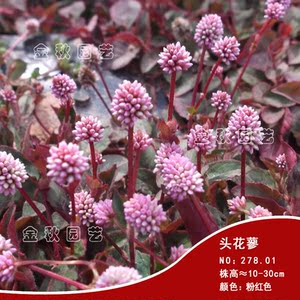 花卉种子头花蓼花种荞麦花种子红蓼种子一二年生景观花卉