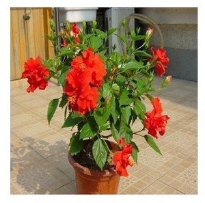 绿植盆栽 扶桑花苗 色彩鲜艳 朱槿牡丹芙蓉花 四季开花 多色可选