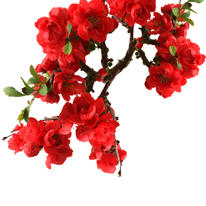 十二一重海棠花苗盆栽 长寿冠日本海棠花卉观花植物盆景庭院阳台