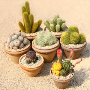 仙人球群生 多肉植物仙人掌开花办公室小盆栽万重山红芙蓉