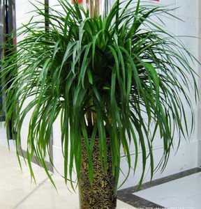 多头龙血树龙须树巴西铁室内客厅大型盆栽花卉龙铁树草观叶绿植物