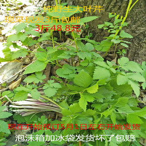 东北特产野生大叶芹山菜新鲜蔬菜山野菜山芹菜3斤包邮原产地直销