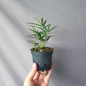 日本迷你竹子盆栽 屋久岛竹 四国矮竹 四国岛竹 掌上绿植盆栽