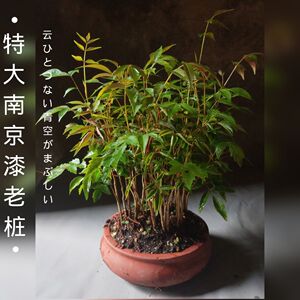 日本野漆树南京漆特大爆盆南京槭树老桩盆景一物一拍植物观叶窗台