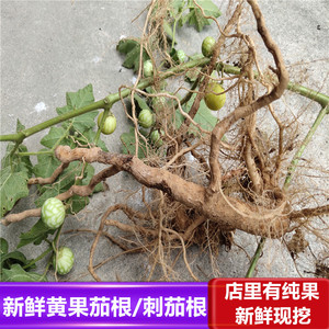 新鲜现挖野生刺天茄根苦天茄根苦颠茄根黄果茄根野茄果水茄头根
