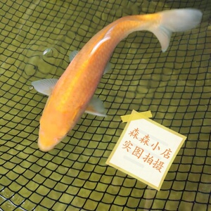 日本进口纯种小西芥子锦鲤带头红眼介子冷水观赏活体水花鱼苗包邮