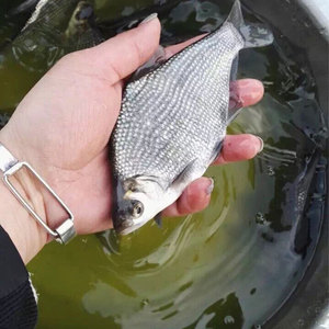 鳊花 油鳊三角鲂武昌鱼鳊鱼苗团头鳊长身鳊杂交鳊柳叶鳊公分大头