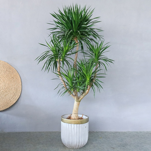 龙须树盆栽大老桩