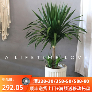 龙血树龙须树太空龙铁树工业风复古简约吸甲醛客厅大型植物荷兰铁