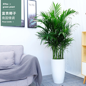 大型散尾葵富贵椰子家里盆栽室内客厅绿植凤尾竹净化空气植物花卉