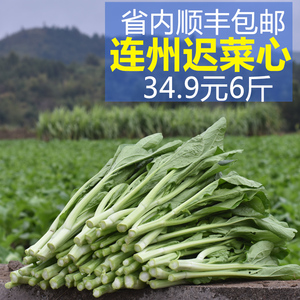 广东省清远连州特产清甜爽口迟菜心省内包邮产地直发新鲜蔬菜6斤