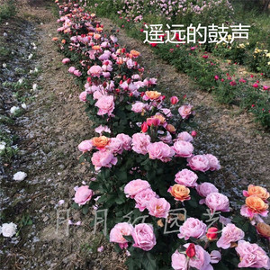 【月月红园艺】遥远的鼓声 月季 复古色经典品种 多季节开花