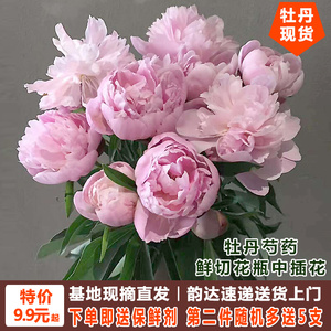 牡丹芍药鲜切花山东菏泽花卉基地直发重瓣家庭插花鲜花水养真花束