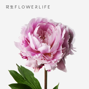 花生|a级进口重瓣芍药鲜花10枝|顺丰包邮|云南鲜花花束落日珊瑚