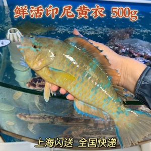 鲜活印尼黄衣鱼海产海鲜海鲜鱼海鱼新鲜活鱼南海鱼鹦鹉鱼大青衣鱼