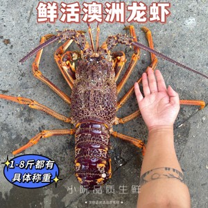 上海闪送鲜活澳龙 澳洲龙虾500g 海鲜活体龙虾进口花龙小青龙一斤
