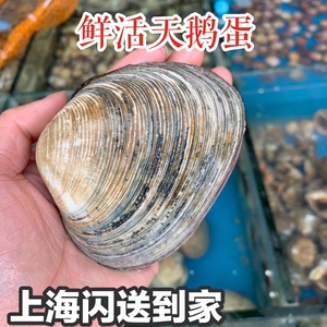 鲜活天鹅蛋 500g水产海鲜贝类北极贝 烧烤刺身料理 个大肉多