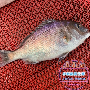 上海闪送当天海捕海钓野生包公鱼黑包公鲷鱼新鲜海鱼花尾黑鲷500g