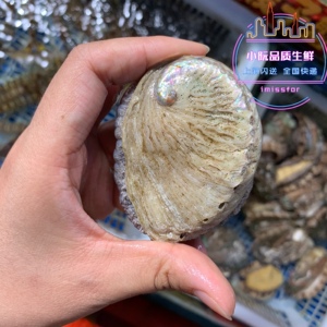 进口南非珍珠鲍南非特产野生鲍鱼海鲜鲜活南非珍珠鲍鱼500g顺丰