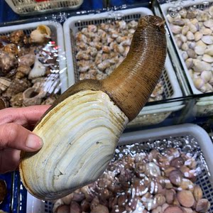 上海闪送野生500g海鲜朝鲜鲜活小象拔蚌刺身生吃白棒生吃称重改价