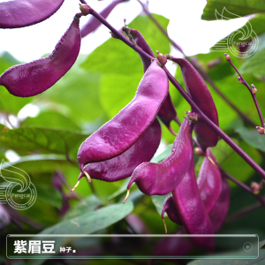 紫眉豆种籽蛾眉豆绿扁豆种子刀豆夏季阳台盆栽种植蔬菜籽种孑大全