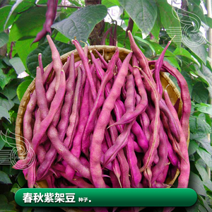 紫架豆红四季豆角种籽子大全芸豆类种子阳台种植种 子蔬菜籽种孑