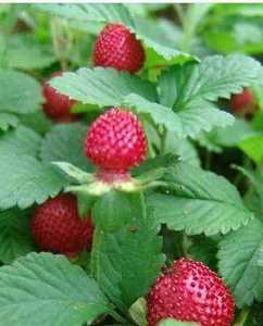 蛇莓草 蛇泡草 蛇果藤 三皮风 和尚头草 三匹风盆栽新鲜500克