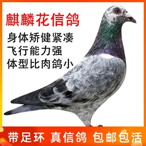 麒麟花信鸽鸽子活一对活体种鸽青年幼鸽小鸽子赛鸽成绩鸽原配一对