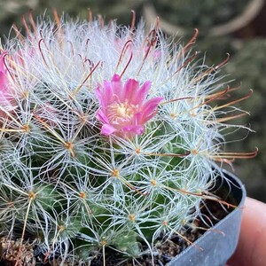 开花实生仙人球高砂突球属仙人球长毛高沙办公室内桌面防辐射花卉