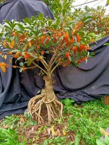 0015人付款天猫四季桂花树苗流苏嫁接桂花日香桂月月桂天香台阁嫁接佛