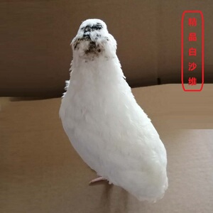 精品白沙维 沙维鹌鹑  法国巨型鹌鹑 黑沙维鹌鹑种蛋  受精蛋