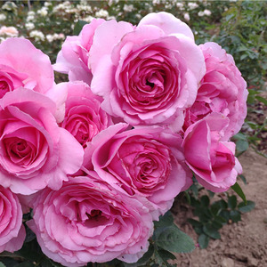 旋转香水 浓香灌木月季