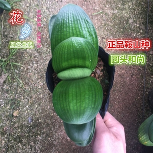 和尚头君子兰