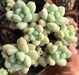 天使之泪老桩群生多肉植物tb多肉园